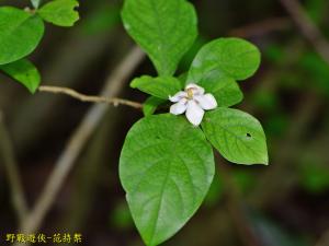 山石榴、山蒲桃