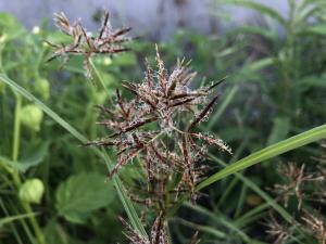 香附子 (香頭草)