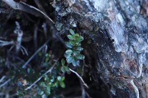 高山白珠樹