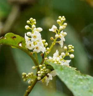 臺灣山桂花