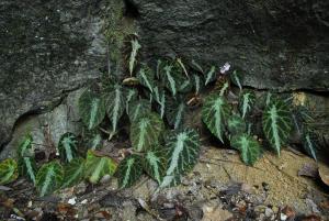 彭氏秋海棠 (Begonia pengii S.M.Ku & Yan Liu)