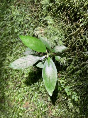 白花蛇根草