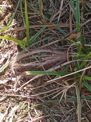 虎尾草、刺虎尾草、孟仁草