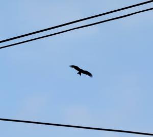 Formosan Black-eared Kite