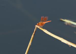 黃翅蜻  (褐斑蜻蜓)