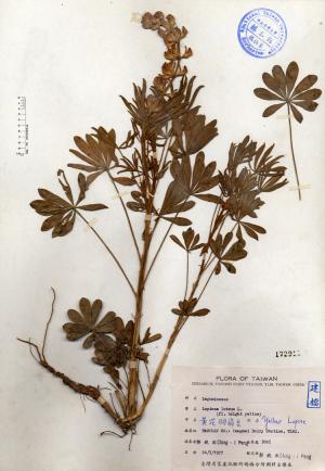 Lupinus luteus L._標本_BRCM 4400