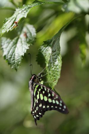 綠斑鳳蝶