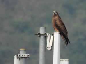 黑鳶