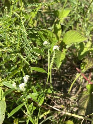 伏毛天芹菜