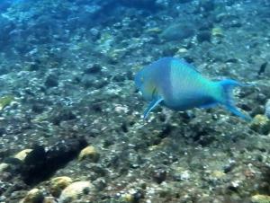 紅紫鸚哥魚（鈍頭鸚哥魚）