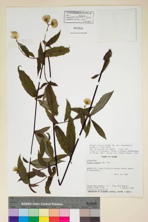 Blumea riparia (Blume) DC. var. megacephala Randeria_標本_BRCM 4899