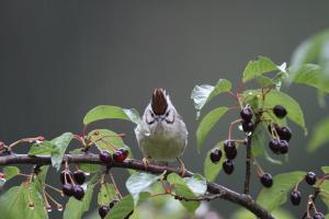 冠羽畫眉