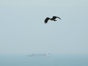 黑鳶