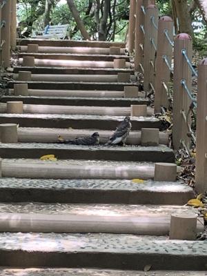 鳳頭蒼鷹(台灣亞種)