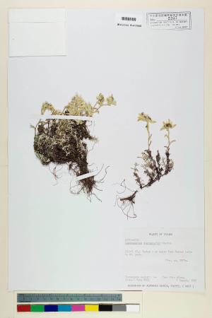 Leontopodium microphyllum Hayata_標本_BRCM 6851