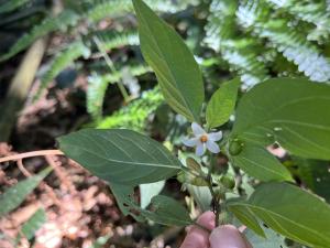 雙花龍葵