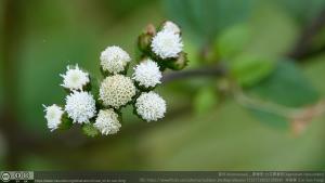 勝紅薊 (藿香薊)