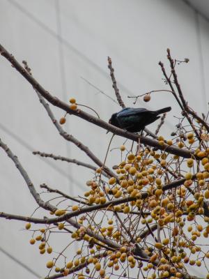 亞洲輝椋鳥