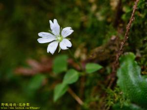 阿里山繁縷