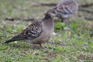 金背鳩(台灣亞種)