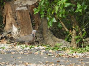 珠頸斑鳩