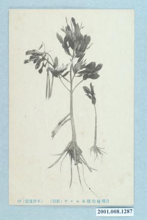 臺灣植物標本紅樹科