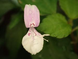 九頭獅子草