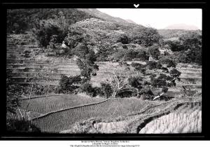 Rice-fields and rolling hills