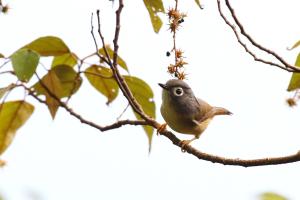 繡眼畫眉