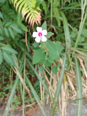 地桃花 (肖梵天花)