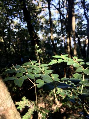 伏牛花