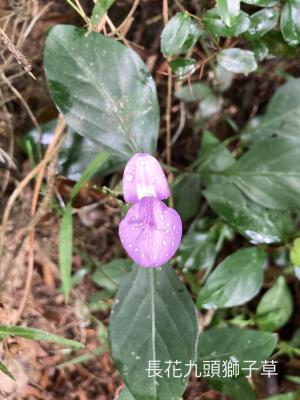 長花九頭獅子草