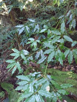 高山新木薑子