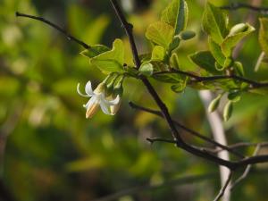 臺灣野茉莉