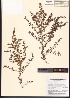 Ludwigia microcarpa Michx._標本_BRCM 7786