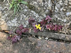 黃花酢醬草