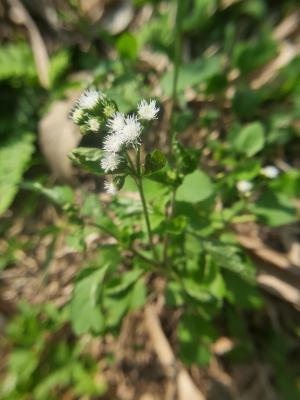 勝紅薊 (藿香薊)