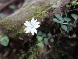 阿里山繁縷