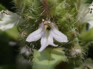 日本筋骨草 紫背金盤  (夏枯草)