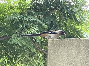 樹鵲(台灣亞種)