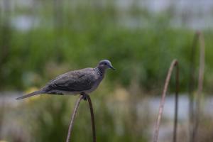 珠頸斑鳩