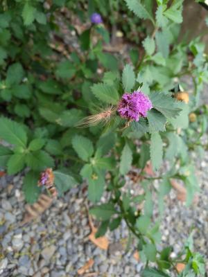 菲律賓鈕扣花