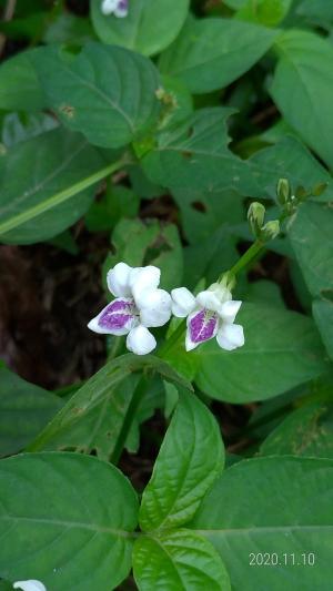 小花寬葉馬偕花