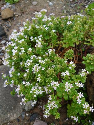 茅毛珍珠菜