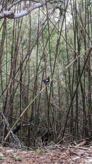 煤山雀(台灣亞種)