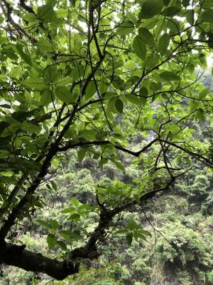 幹花榕