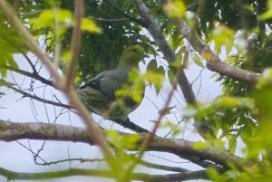 綠鳩(指名亞種)