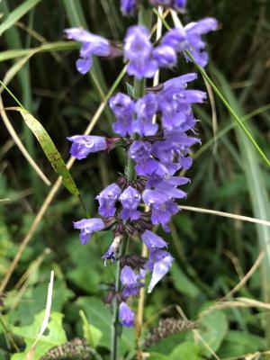 日本紫花鼠尾草