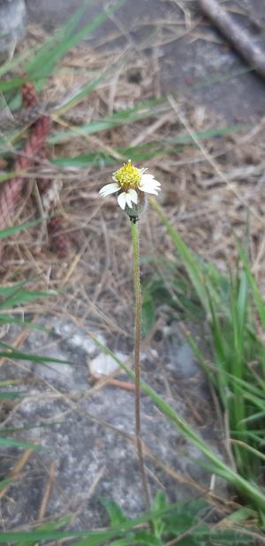 長柄菊