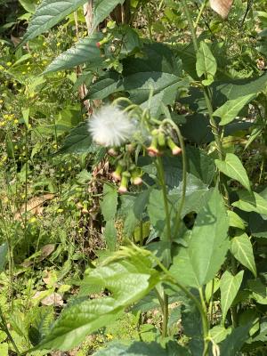 野茼蒿